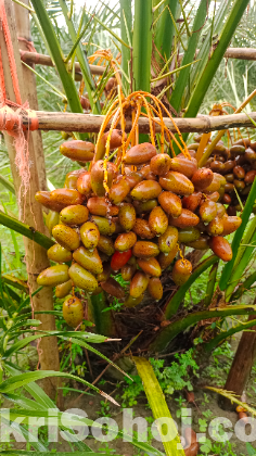 সৌদি খেজুরের কলম চারা